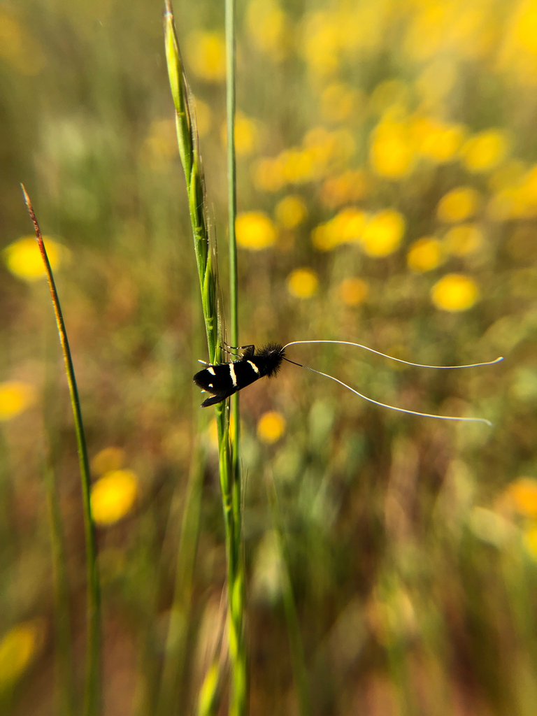 Adela eldorada, California species