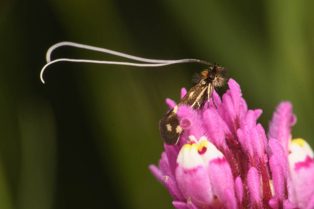 Adela flammeusella, California species