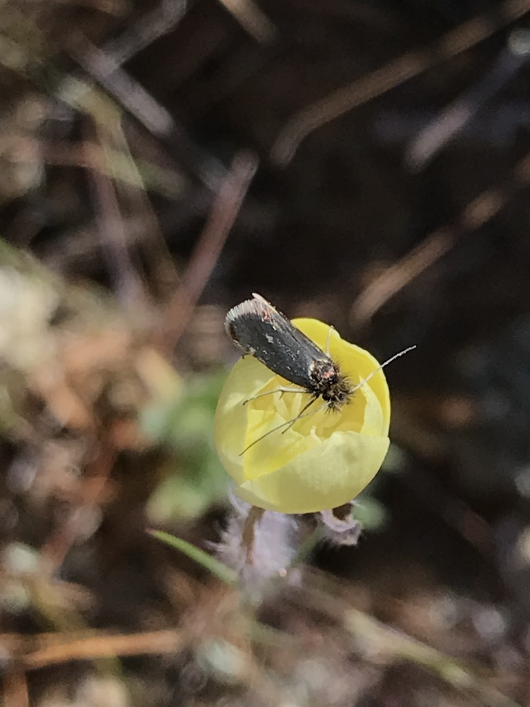 Adela oplerella (Opler's Longhorn Moth), California species