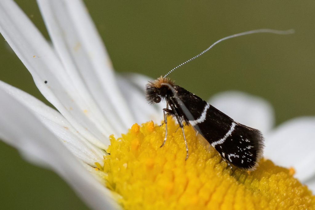 Adela septentrionella (ocean spray fairy moth), California species