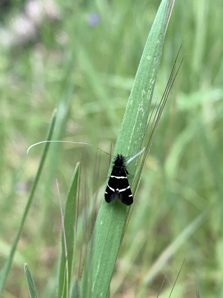 Adela trigrapha, California species