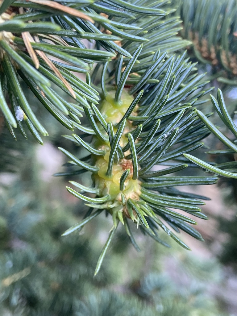 Adelges cooleyi (Douglas Fir Adelgid), California species