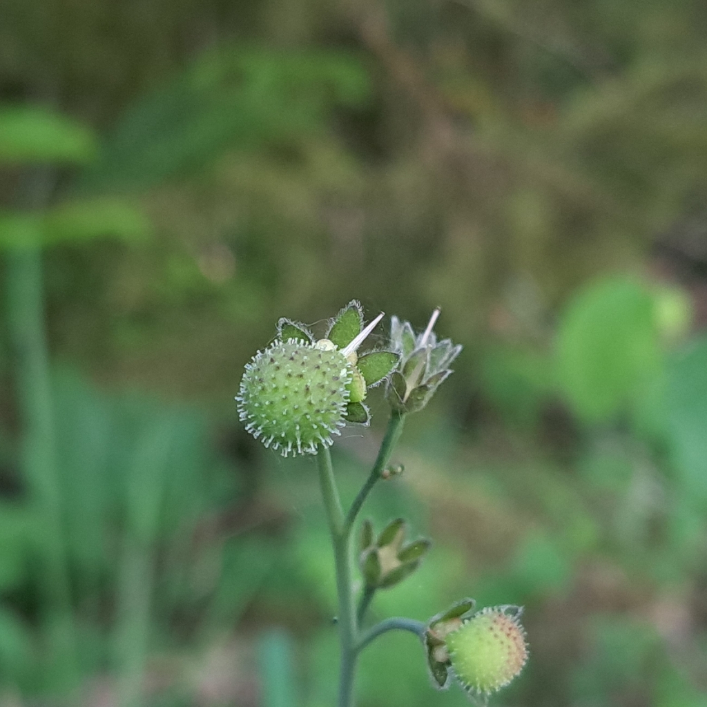 Adelinia grandis (Adelinia), native California herb