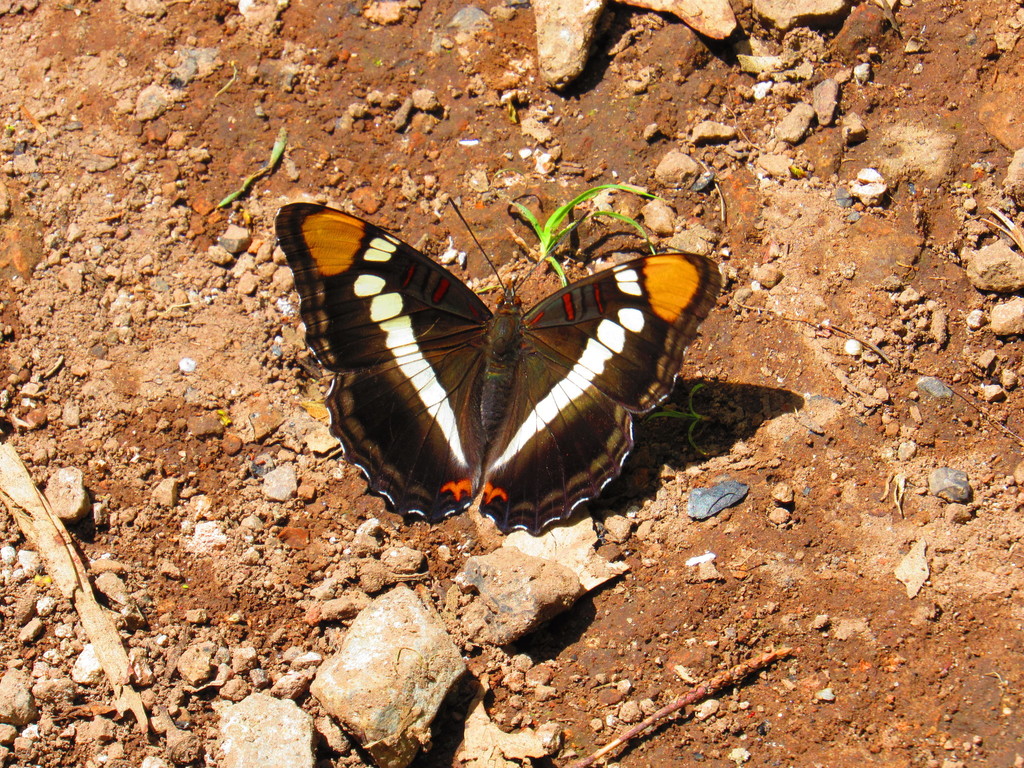 Adelpha eulalia (Arizona Sister), California species