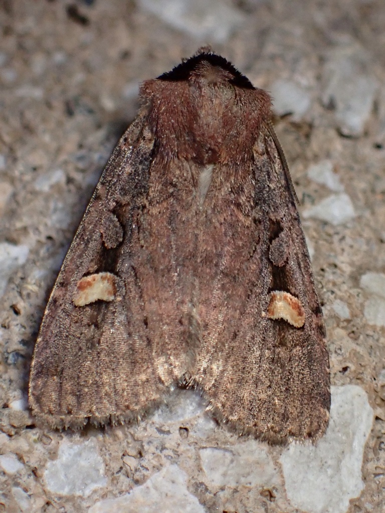 Adelphagrotis indeterminata, California species