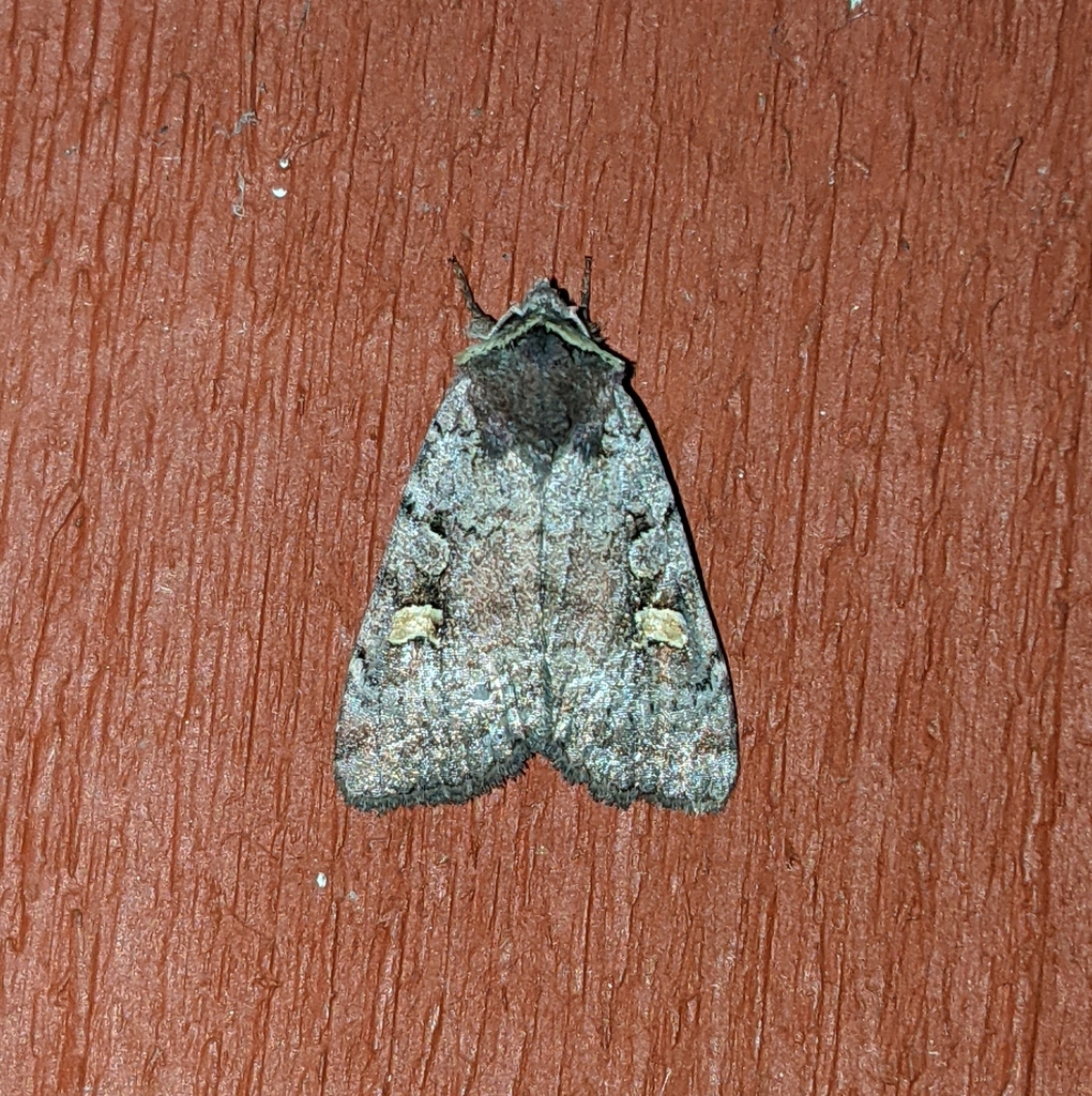 Adelphagrotis stellaris (Stellar Adelphagrotis), California species