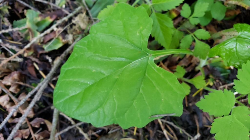 Adenocaulon bicolor (Trail plant), native California herb