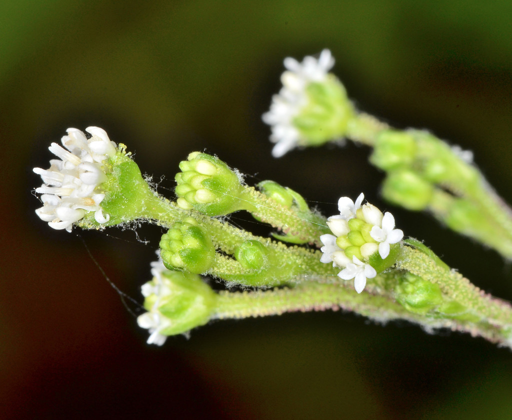 Adenocaulon sp., non-native California perennial