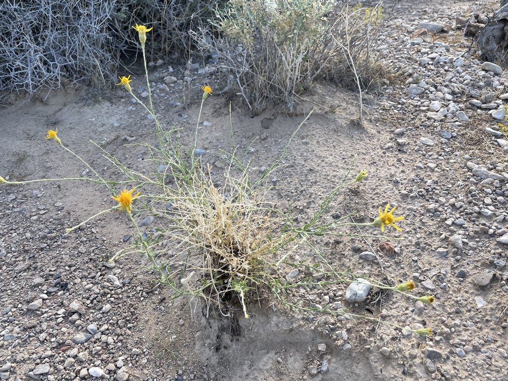 Adenophyllum cooperi (Cooper dyssodia), native California subshrub