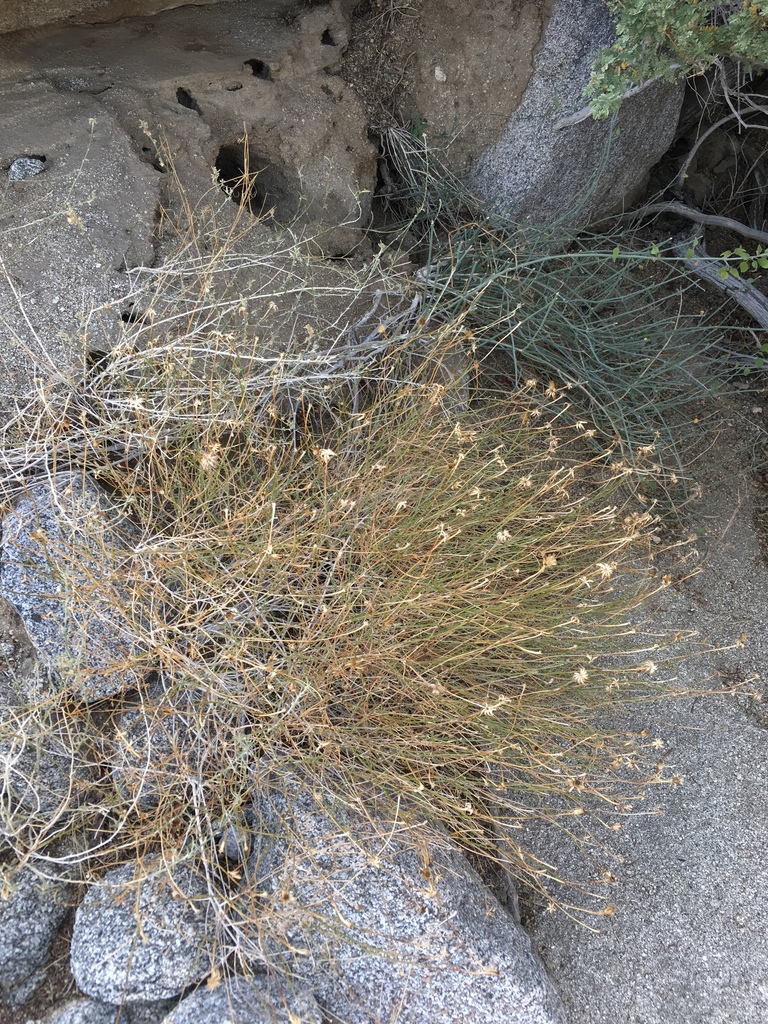 Adenophyllum porophylloides (San Felipe dogweed), native California subshrub