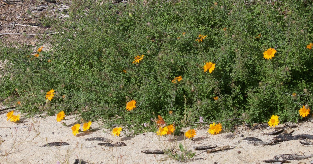 Adenophyllum sp., non-native California perennial