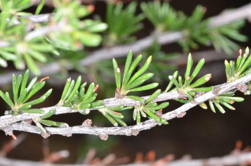 Adenostoma fasciculatum var. prostratum (Prostrate chamise), native California shrub
