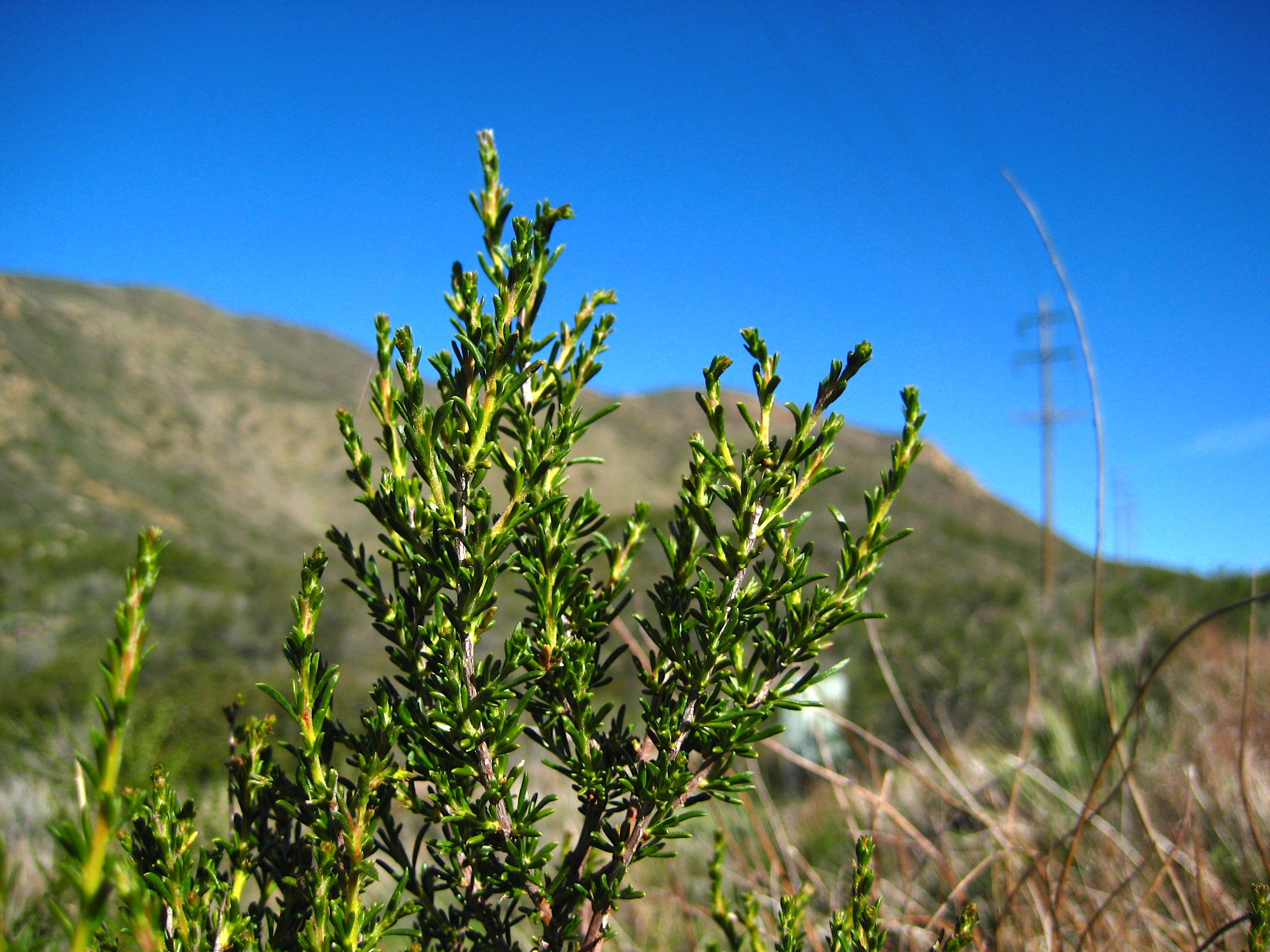 Adenostoma fasciculatum (Chamise), native California shrub