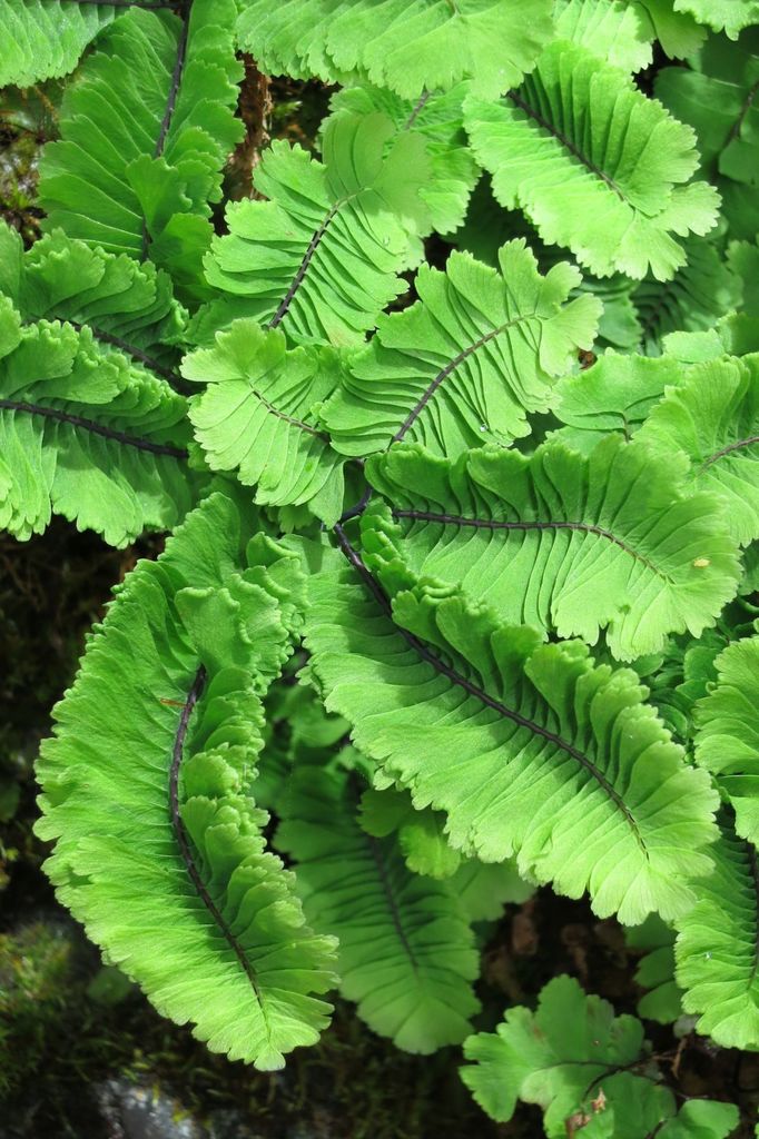 Adiantum aleuticum (Five-finger fern), native California herb