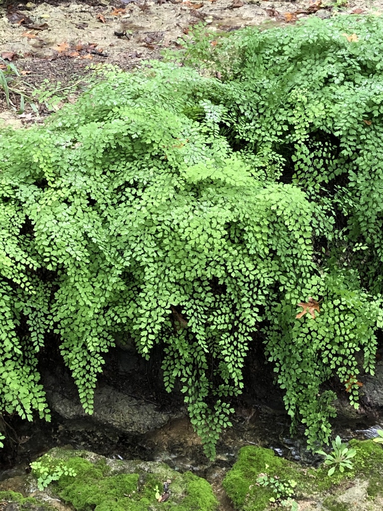 Adiantum capillus-veneris (Southern maidenhair), native California herb