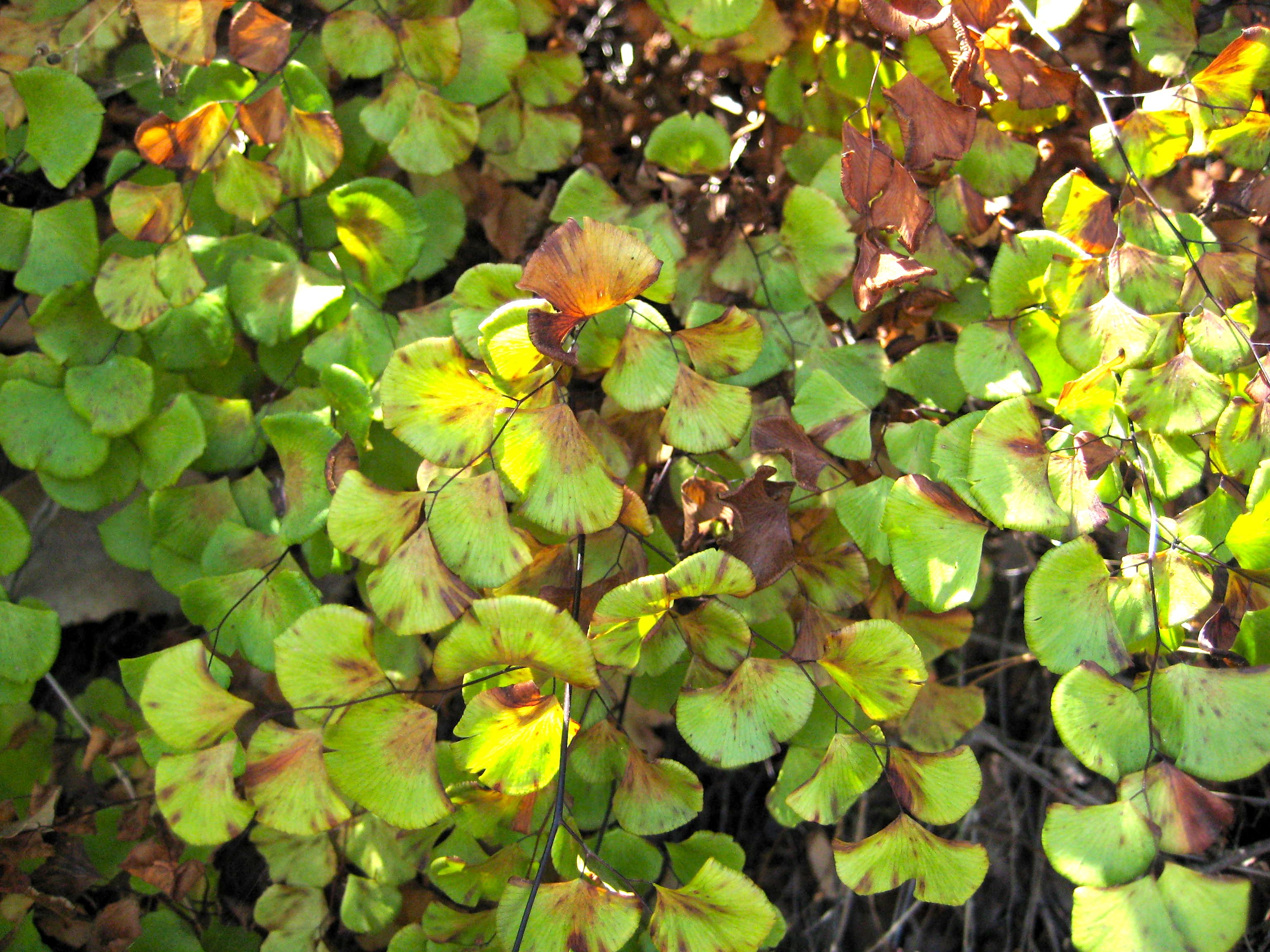 Adiantum jordanii (California maidenhair), native California herb