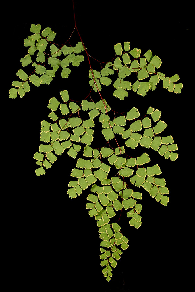 Adiantum shastense (Shasta maidenhair), native California herb