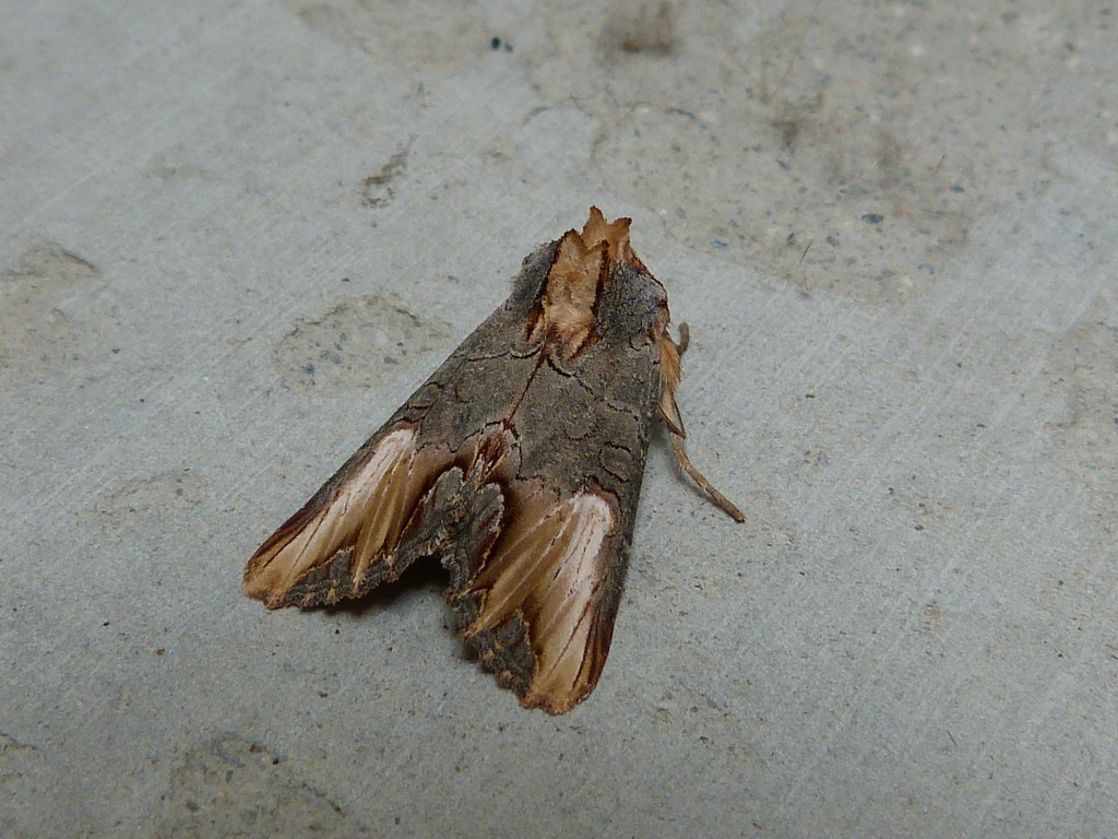 Admetovis similaris, California species