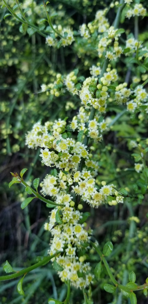 Adolphia californica (California adolphia), native California shrub