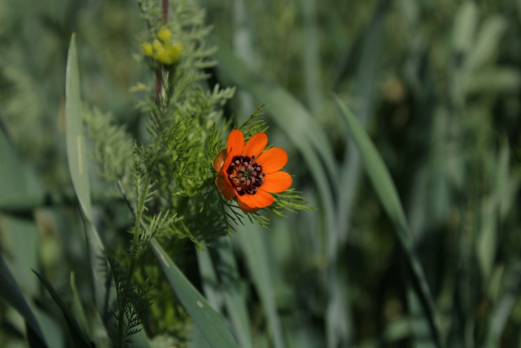 Adonis aestivalis (Summer pheasant's eye), non-native California herb
