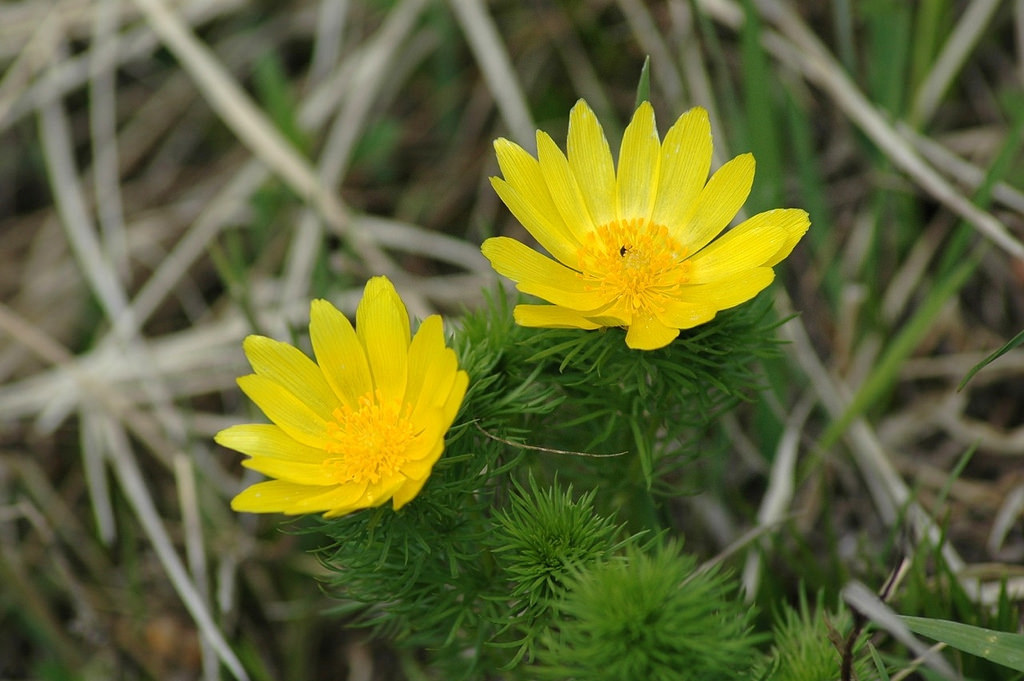Adonis sp. (Pheasant's eye), non-native California perennial