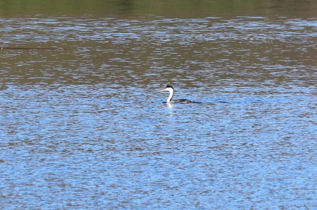 Aechmophorus clarkii (Clark's Grebe), California species