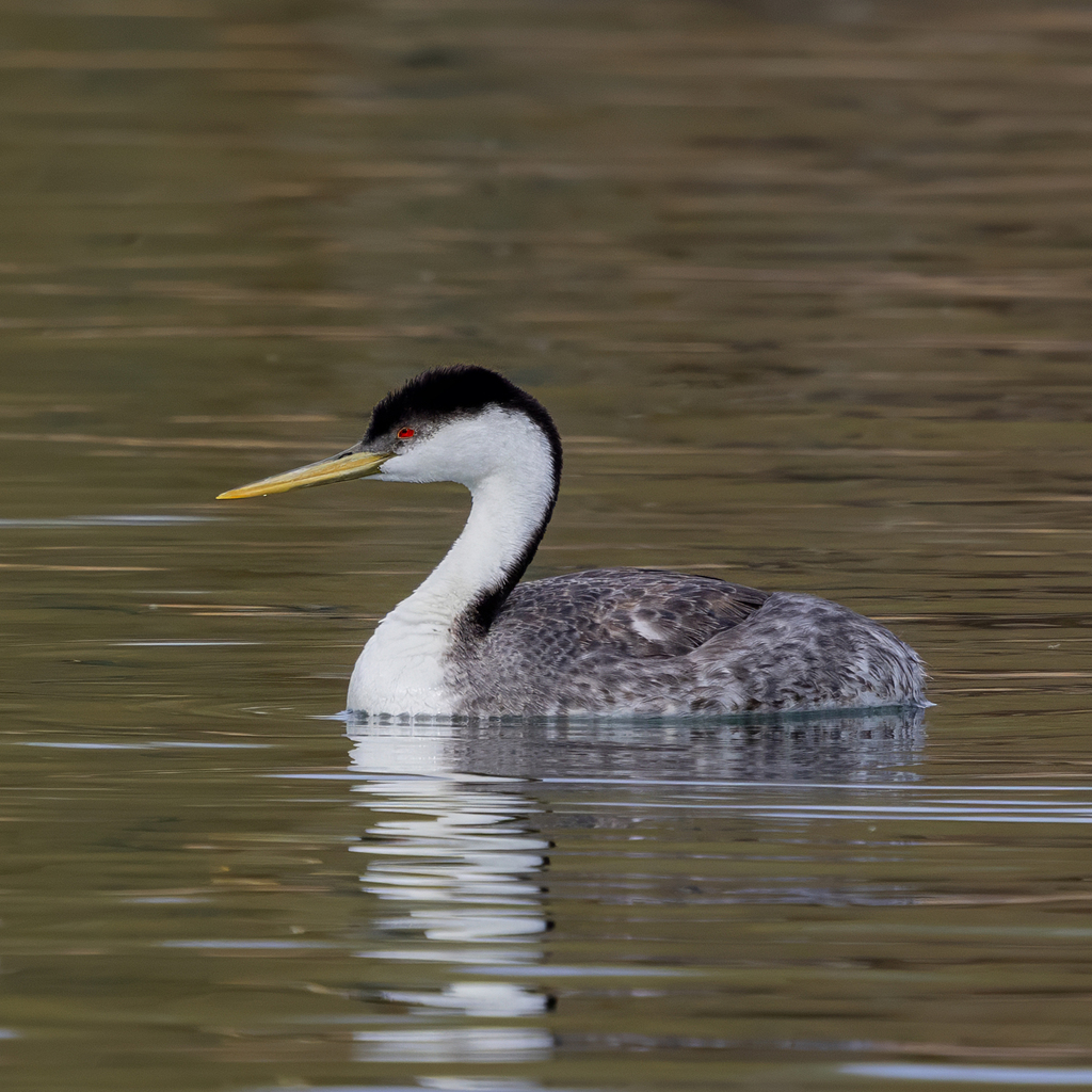 Aechmophorus occidentalis (Western Grebe), California species
