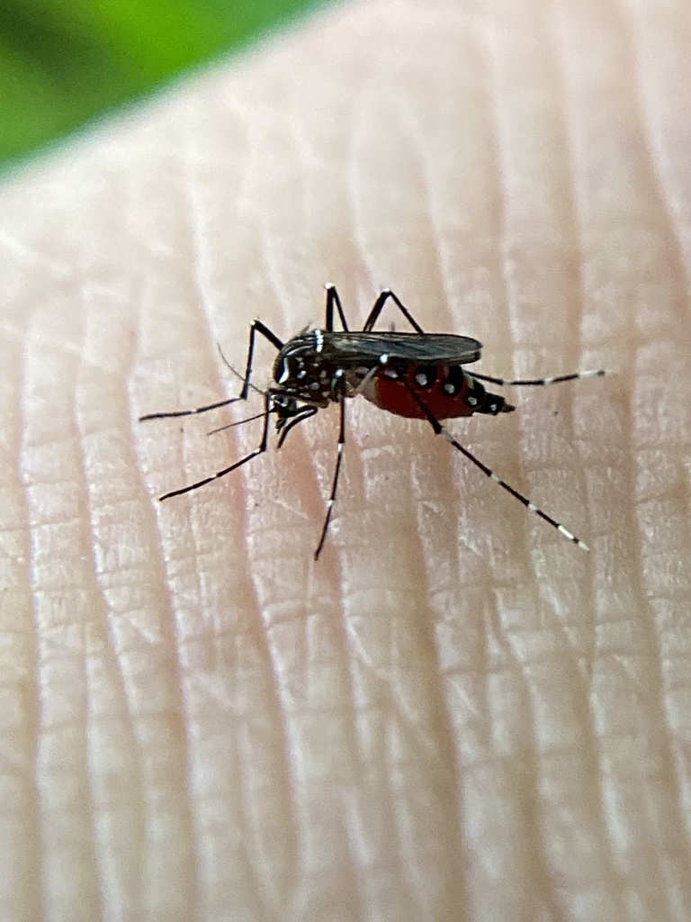 Aedes aegypti (Yellow Fever Mosquito), California species