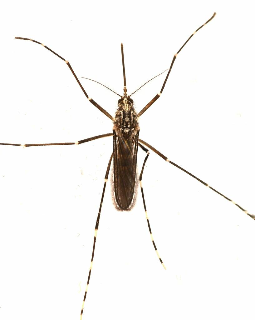 Aedes sierrensis (Western Treehole Mosquito), California species