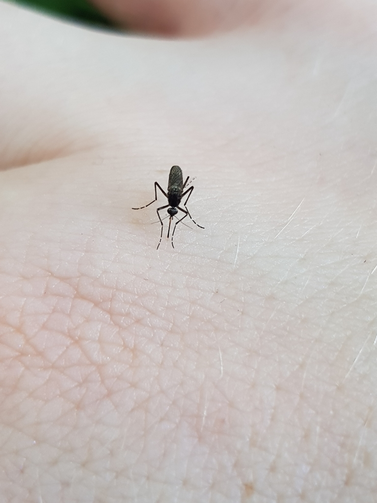 Aedes vigilax, California species