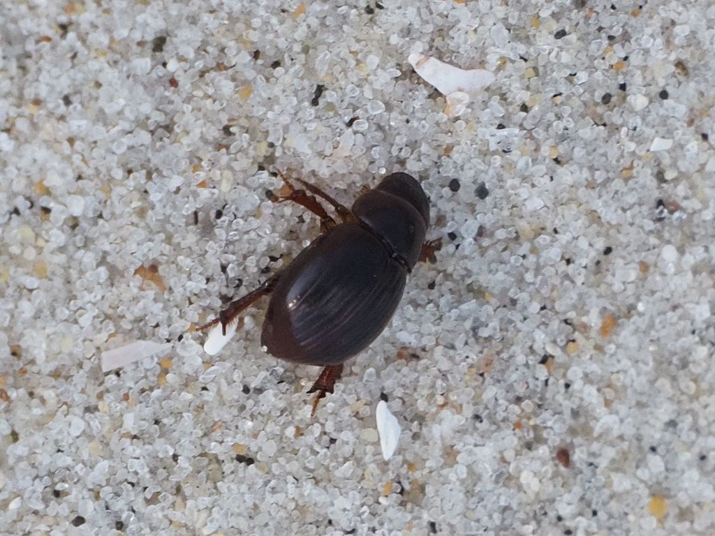 Aegialia concinna (Ciervo Aegialian Scarab Beetle), California species