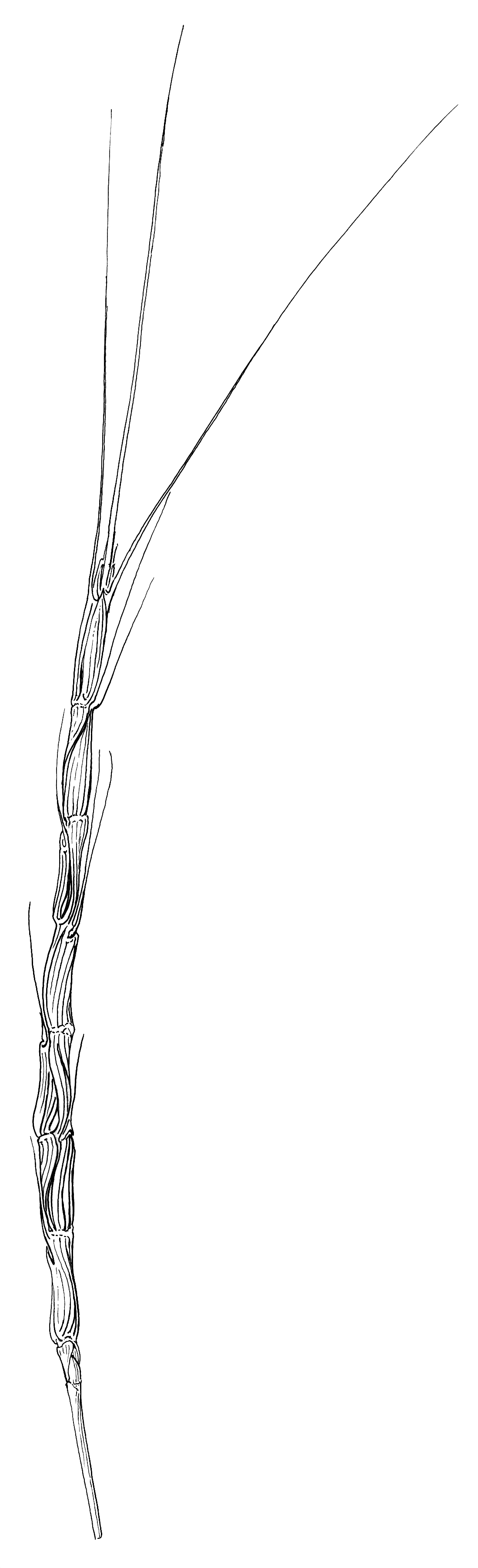 Aegilops cylindrica (Jointed goat grass), non-native California grass
