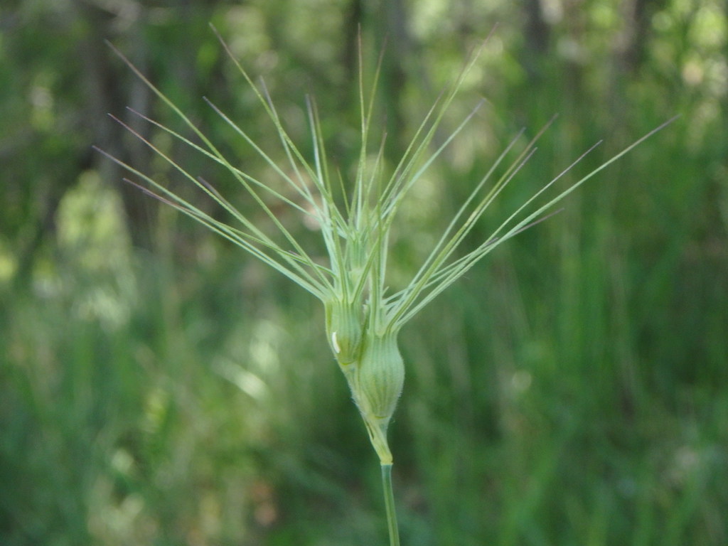 Aegilops geniculata (Ovate goat grass), non-native California grass