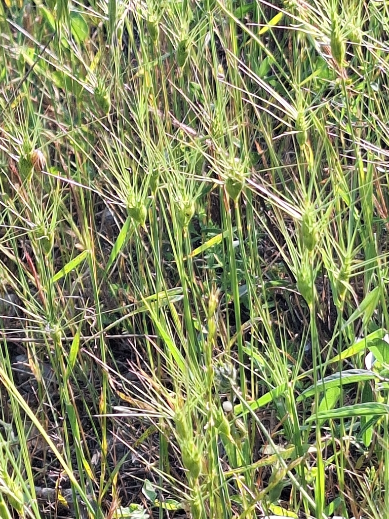 Aegilops neglecta (Three-awned goat grass), non-native California grass