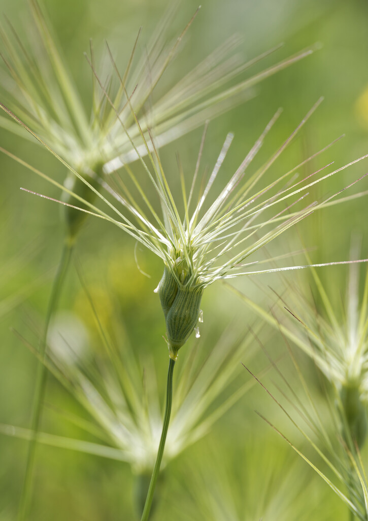 Aegilops sp. (Goat grass), non-native California annual