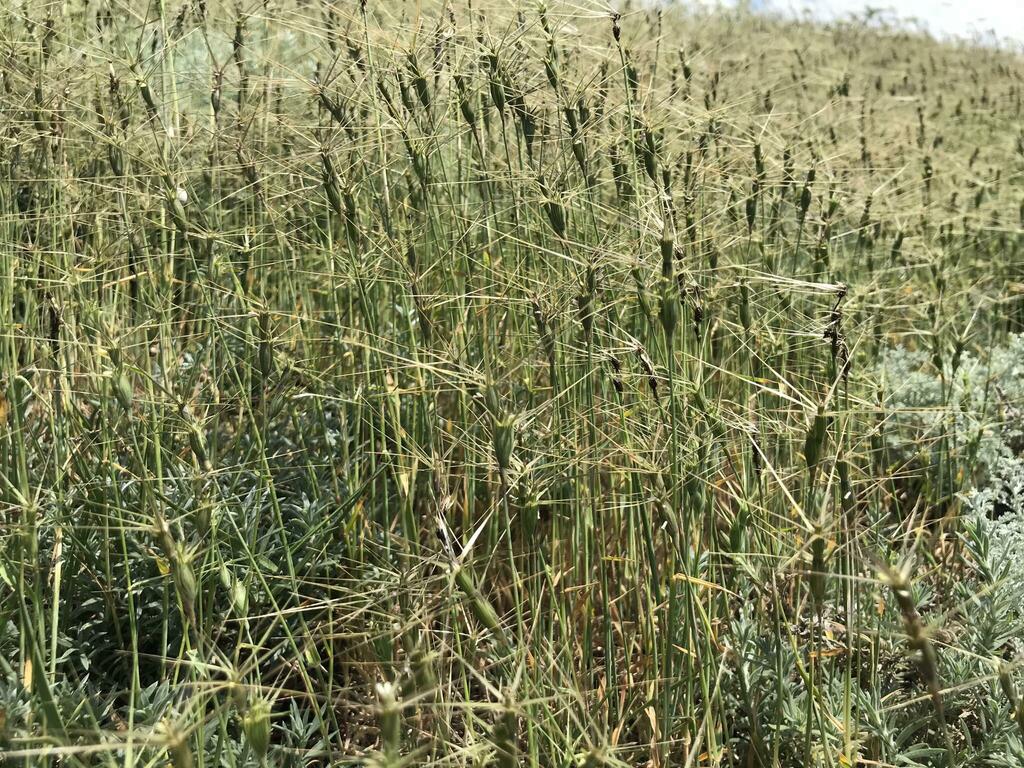 Aegilops triuncialis (Barbed goat grass), non-native California grass