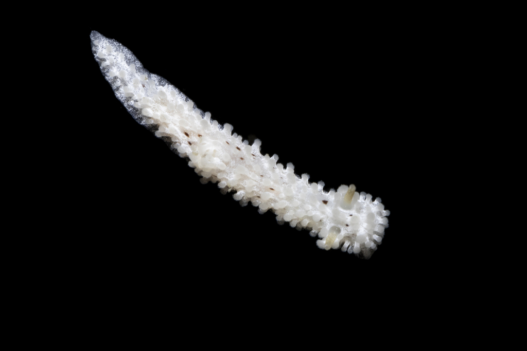 Aegires albopunctatus (Salt-and-pepper Doris), California species