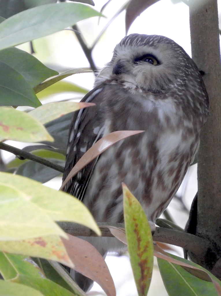 Aegolius acadicus (Northern Saw-whet Owl), California species