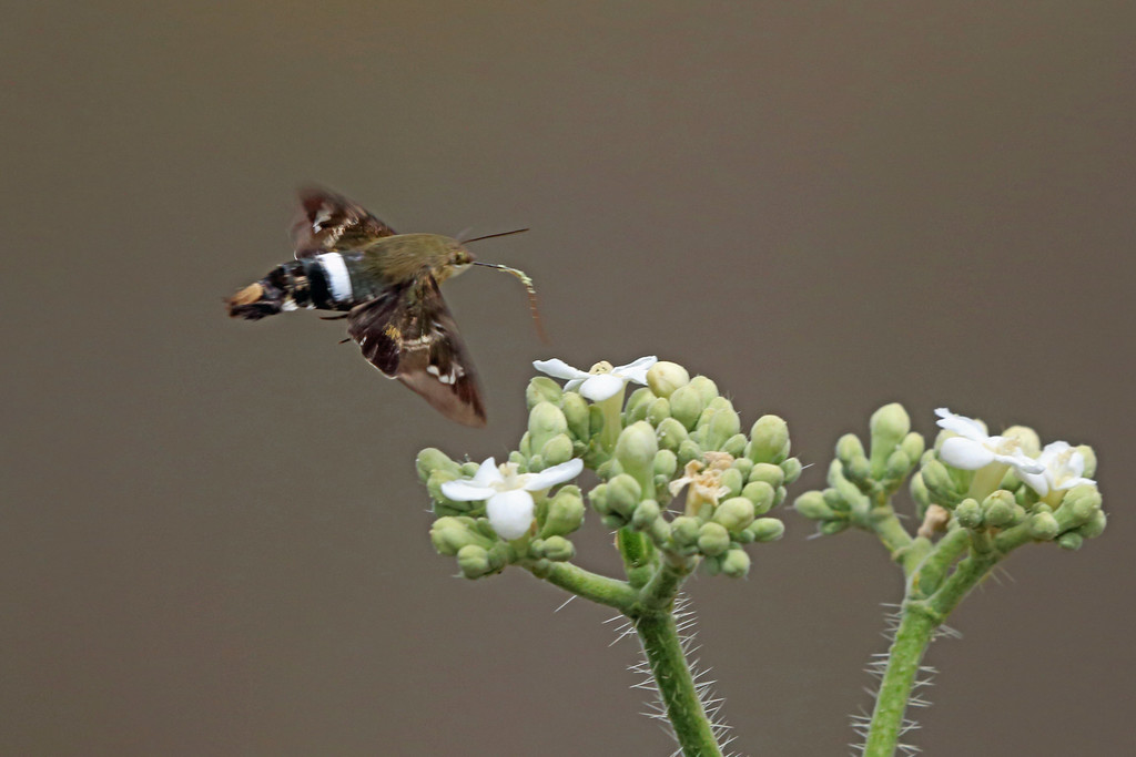 Aellopos clavipes (Clavipes sphinx), California species