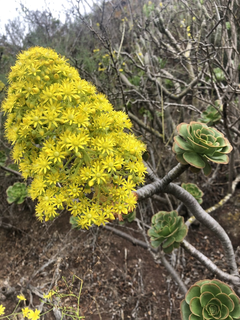 Aeonium arboreum var. arboreum (Canary Islands aeonium), non-native California shrub
