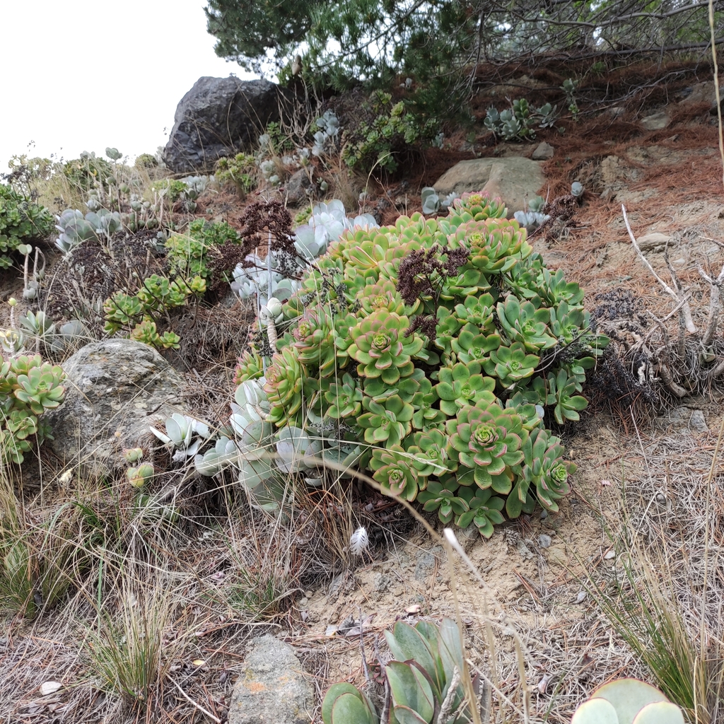 Aeonium haworthii (Haworth's aeonium), non-native California shrub