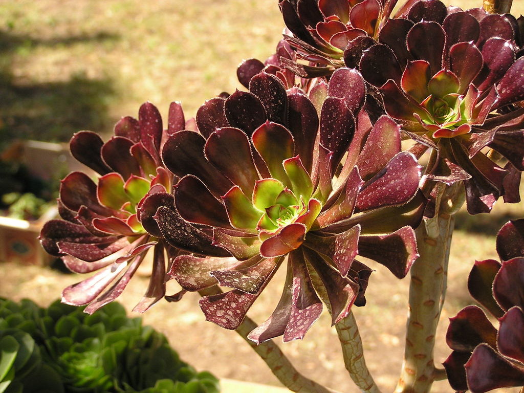 Aeonium sp., non-native California perennial