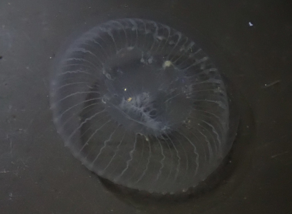 Aequorea victoria (Victoria's Crystal Jelly), California species