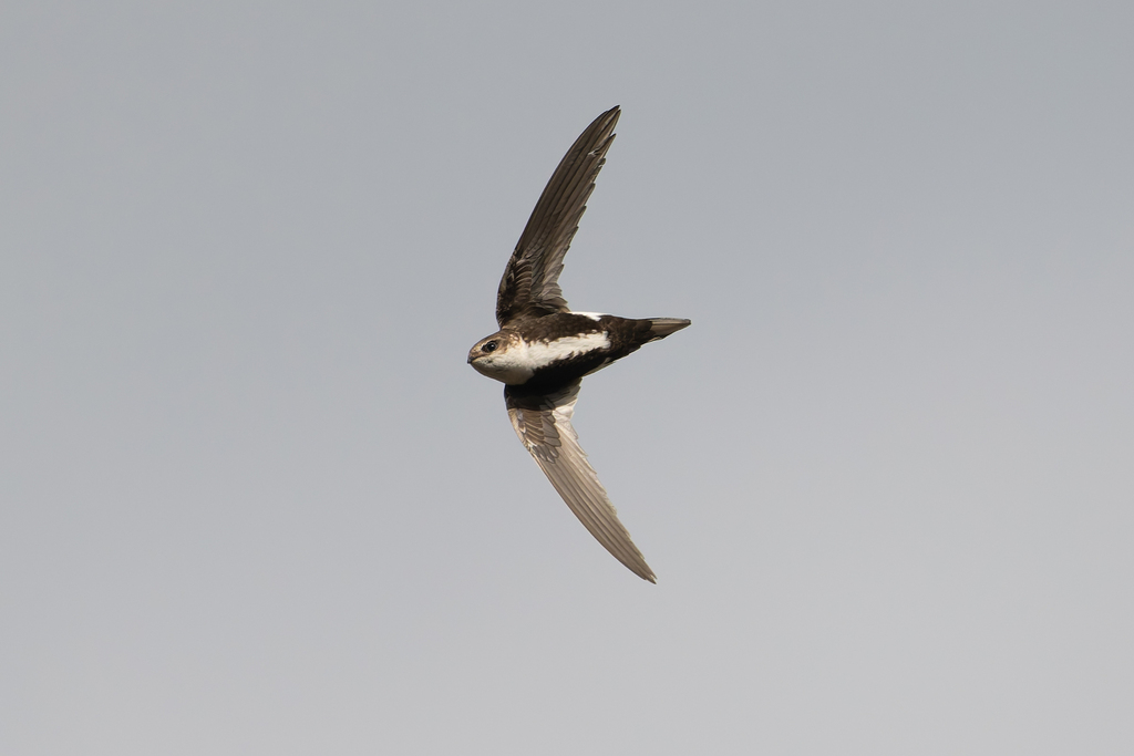 Aeronautes saxatalis (White-throated Swift), California species