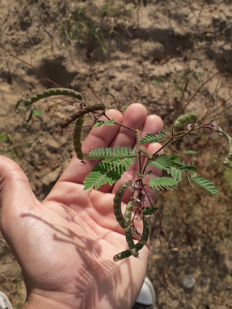 Aeschynomene rudis (Rough jointvetch), non-native California herb