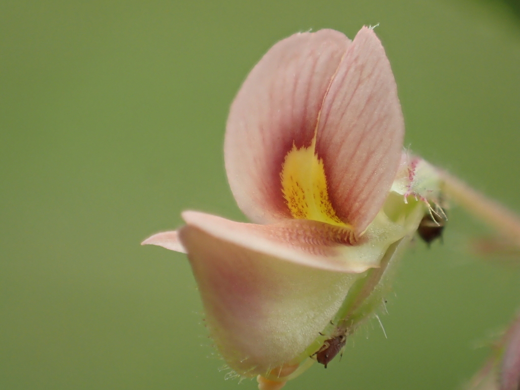 Aeschynomene sp., non-native California perennial