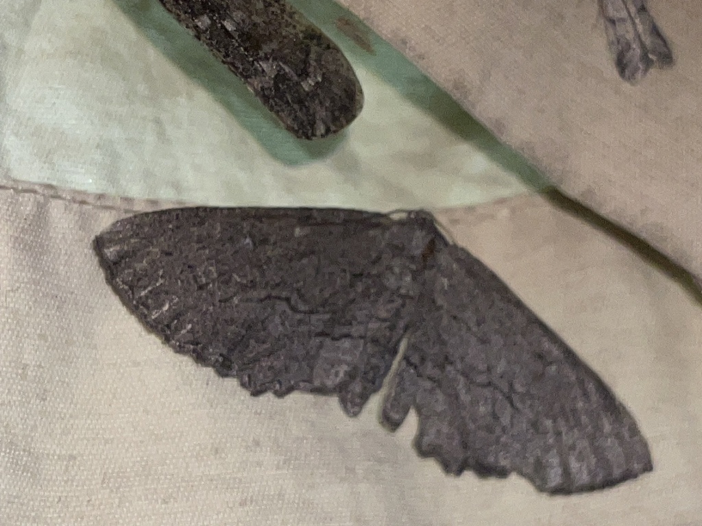Aethaloida packardaria, California species