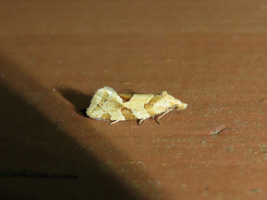 Aethes razowskii (Razowski's Aethes Moth), California species