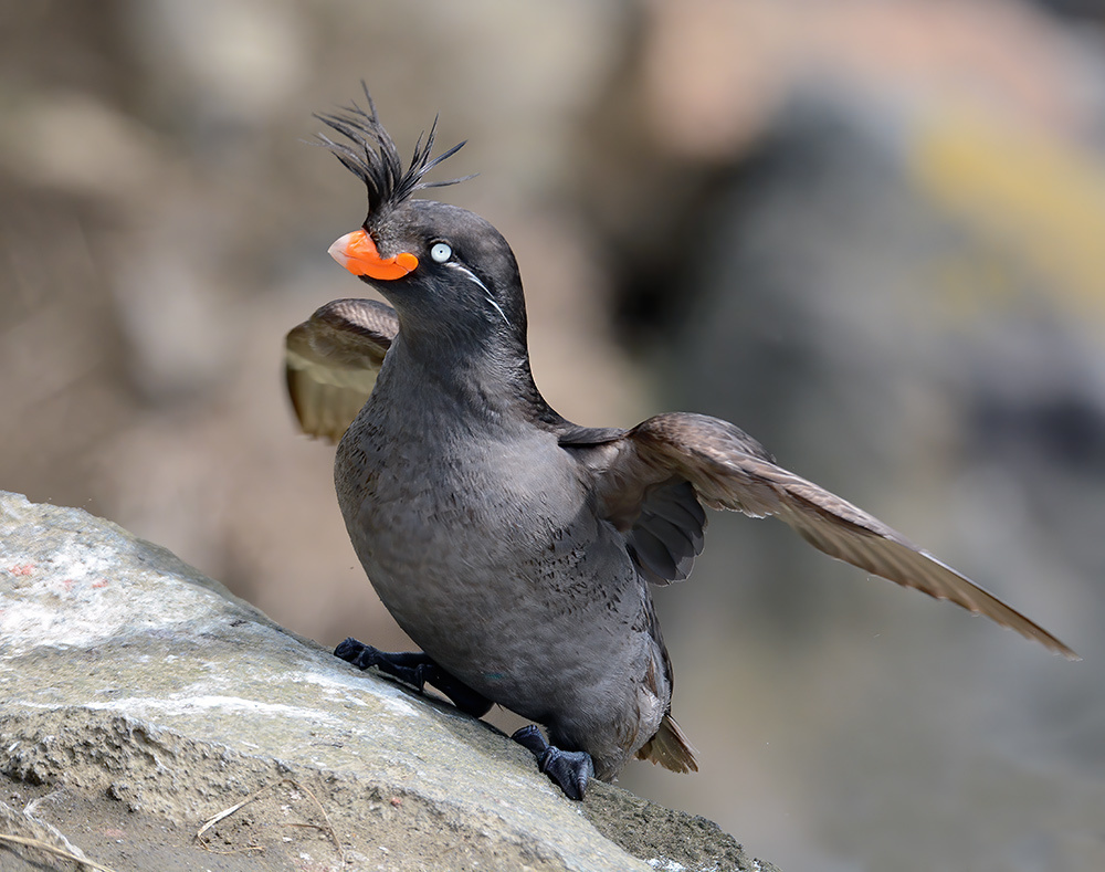 Aethia cristatella (Crested Auklet), California species