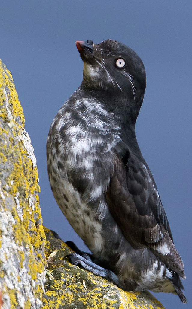 Aethia pusilla (Least Auklet), California species